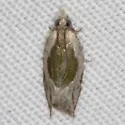 Ancylis virididorsana - Hodges#3388.4 - photo 5
