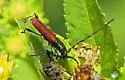 Ancylocera bicolor