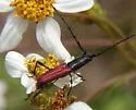 Ancylocera bicolor - photo 2