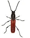 Ancylocera bicolor - photo 3