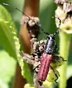 Ancylocera bicolor - photo 5