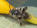 Ancyloscelis apiformis - photo 2