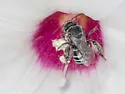Ancyloscelis apiformis - photo 4