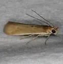 Ancylosis albipenella - Hodges#5917