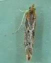 Ancylosis albipenella - Hodges#5917 - photo 2