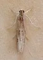 Ancylosis albipenella - Hodges#5917 - photo 4