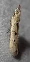 Ancylosis balconiensis - Hodges#5994.3