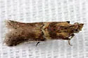 Ancylosis bonhoti - Hodges#5918.1