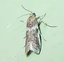 Ancylosis bonhoti - Hodges#5918.1 - photo 2