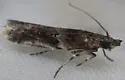 Ancylosis bonhoti - Hodges#5918.1 - photo 4