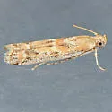 Ancylosis morrisonella - Hodges#5916