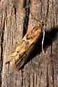 Ancylosis morrisonella - Hodges#5916 - photo 2