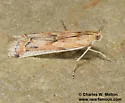 Ancylosis morrisonella - Hodges#5916 - photo 3
