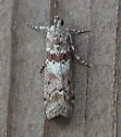 Sugarbeet Crown Borer Moth - Hodges#5918