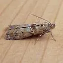 Sugarbeet Crown Borer Moth - Hodges#5918 - photo 2