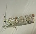 Sugarbeet Crown Borer Moth - Hodges#5918 - photo 4