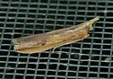 Ancylostomia stercorea - Hodges#5741 - Ancylostomia stercorea