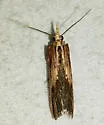 Ancylostomia stercorea - Hodges#5741 - photo 2
