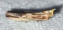 Ancylostomia stercorea - Hodges#5741 - photo 4