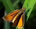 Tropical Least Skipper - Hodges#4005