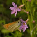 Tropical Least Skipper - Hodges#4005 - photo 2
