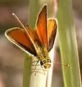 Tropical Least Skipper - Hodges#4005 - photo 3