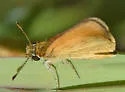 Tropical Least Skipper - Hodges#4005 - photo 4