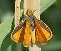 Tropical Least Skipper - Hodges#4005 - photo 5