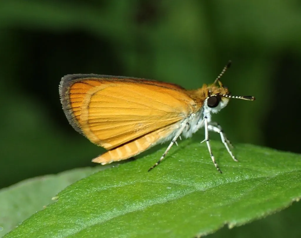 Least Skipper - photo 2