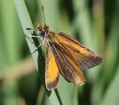 Least Skipper - photo 5
