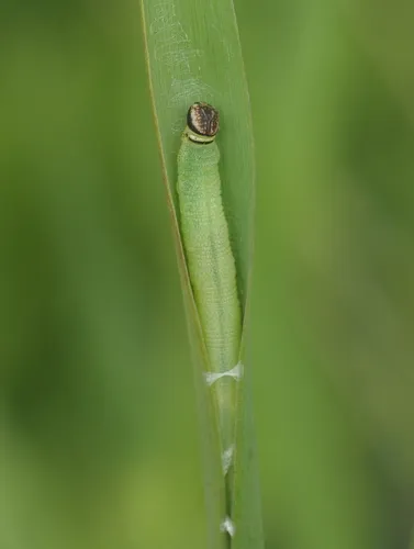 Least Skipper - photo 6