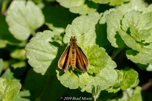 Least Skipper - photo 7