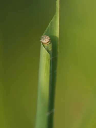 Least Skipper - photo 8