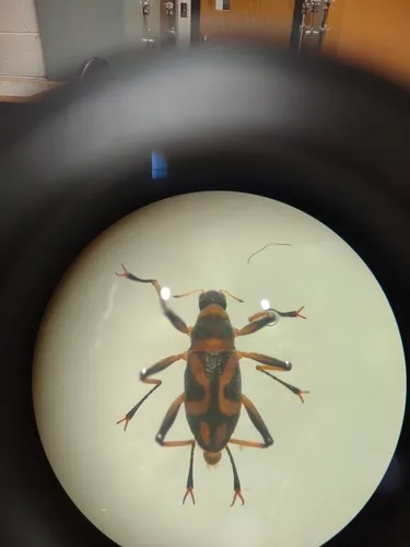 Ancyronyx variegatus
