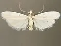 Anderida peorinella - Hodges#5933.1