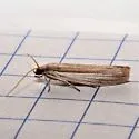 Anderida peorinella - Hodges#5933.1 - photo 2