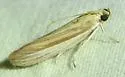 Anderida peorinella - Hodges#5933.1 - photo 4