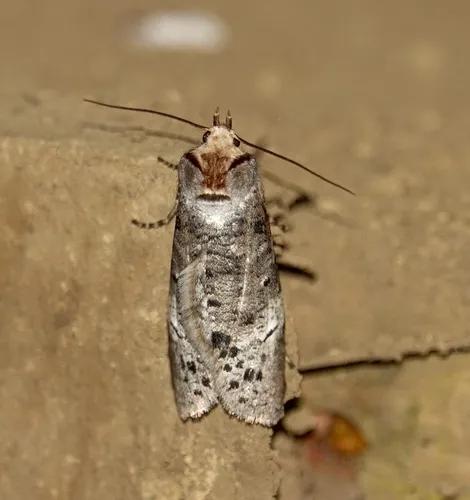 Andesianidae - Andesianidae