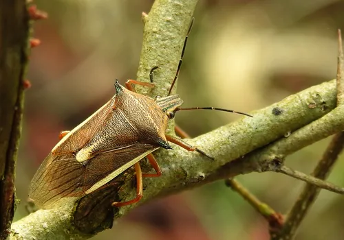 Andrallus spinidens