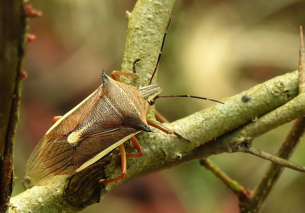 Andrallus spinidens - photo 2