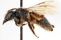 Andrena ablegata