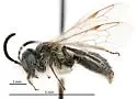 Andrena ablegata - photo 2