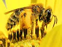 Andrena accepta