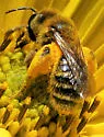 Andrena accepta - photo 2
