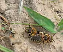 Andrena accepta - photo 4