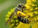 Andrena aliciae