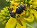 Andrena aliciae - photo 2