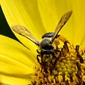 Andrena aliciae - photo 3