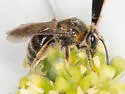 Andrena alleghaniensis