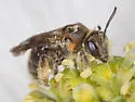 Andrena alleghaniensis - photo 2